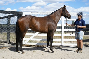 Dancer's Tale at Henley Park. 26.02.14